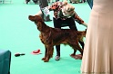 Crufts2011 310